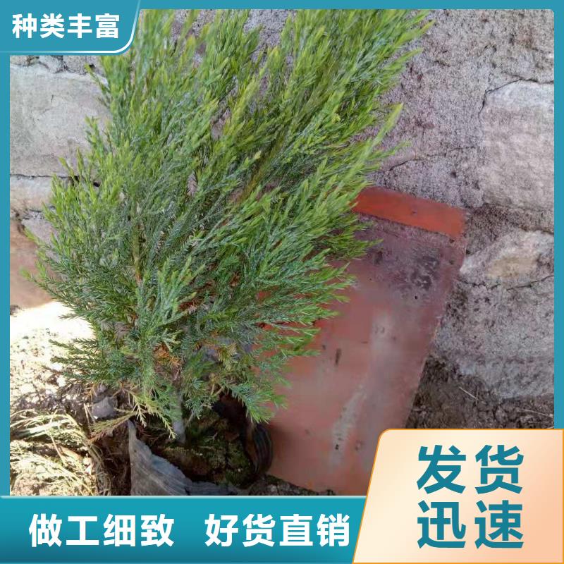 沙地柏现货直供价格优