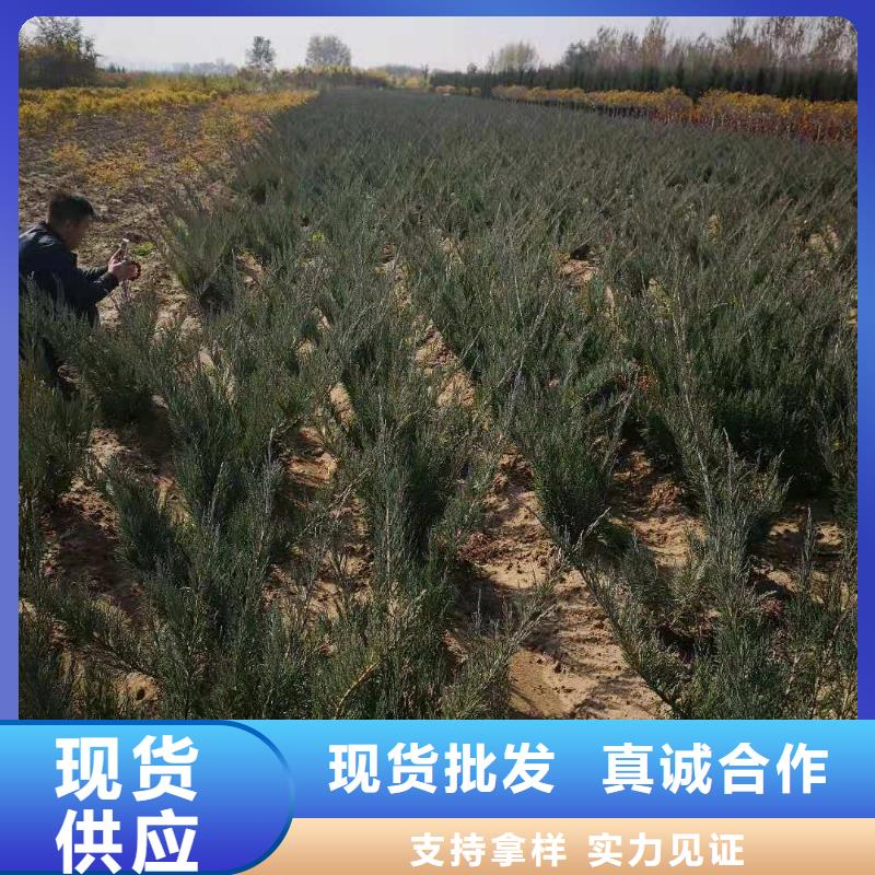 性价比高的沙地柏厂家