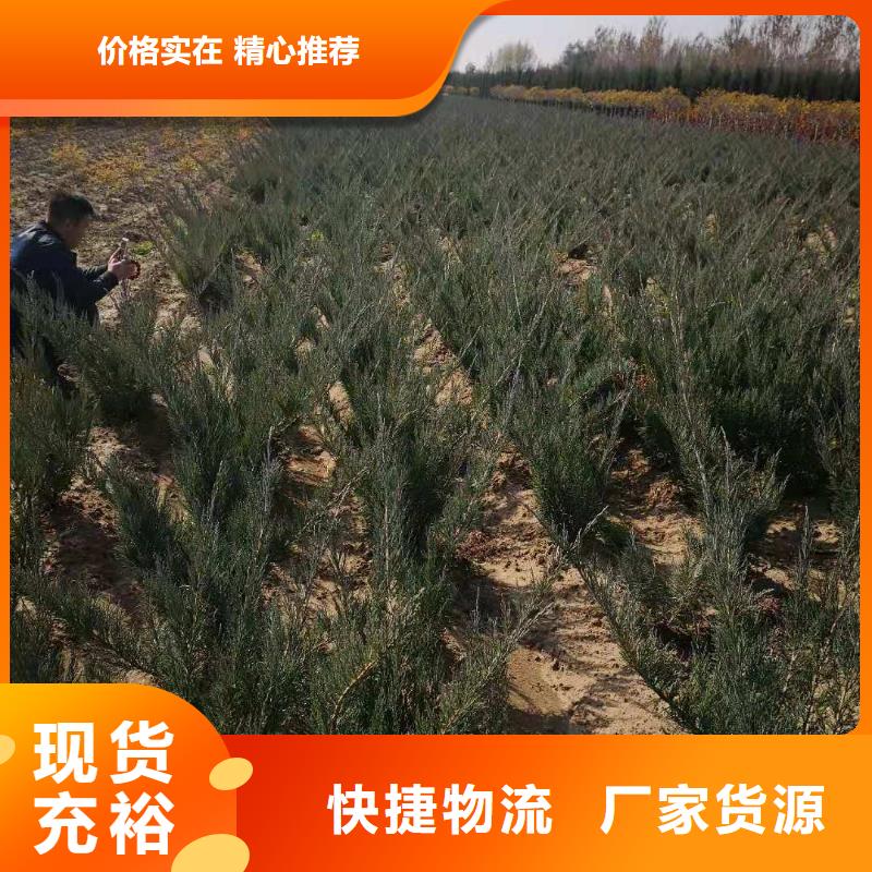 沙地柏厂家在什么位置