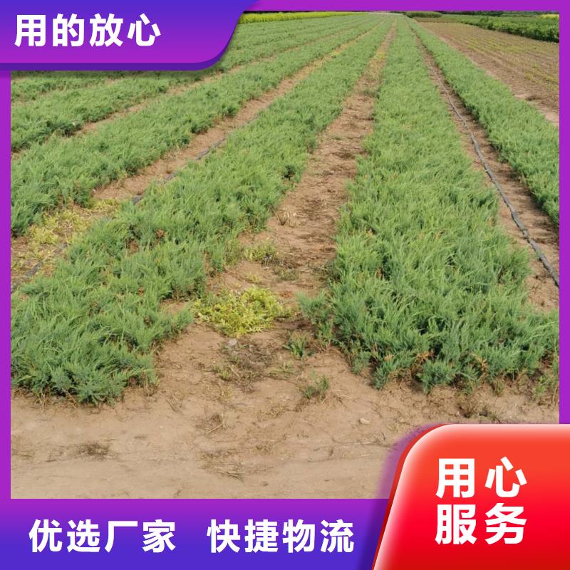 沙地柏-沙地柏性价比高