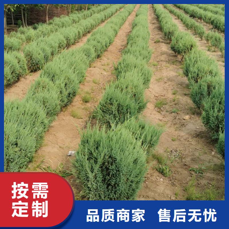 沙地柏现货直销