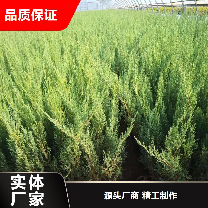 库存充足的沙地柏基地优选货源