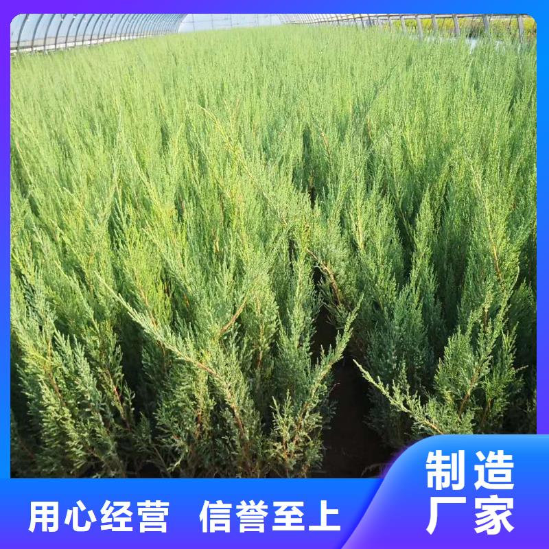 快速:沙地柏厂家