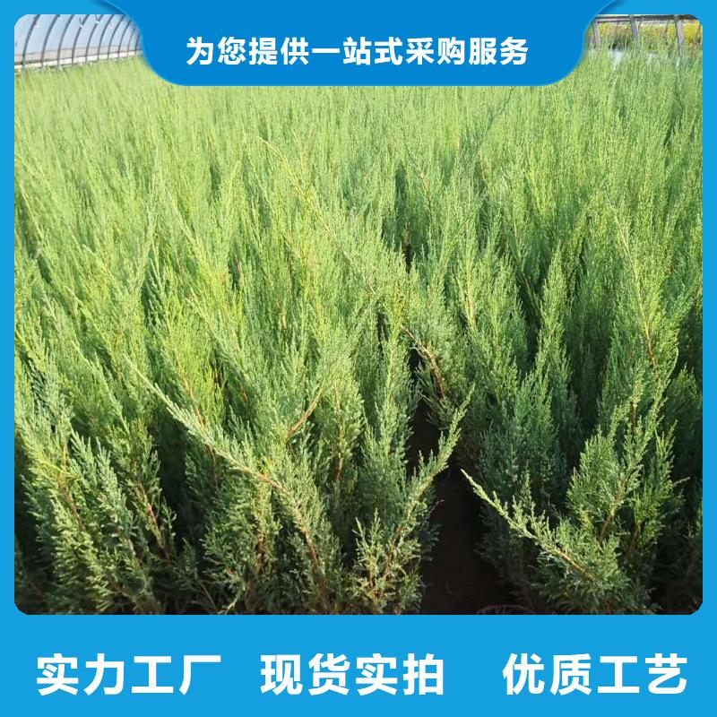 沙地柏定制-实力厂家