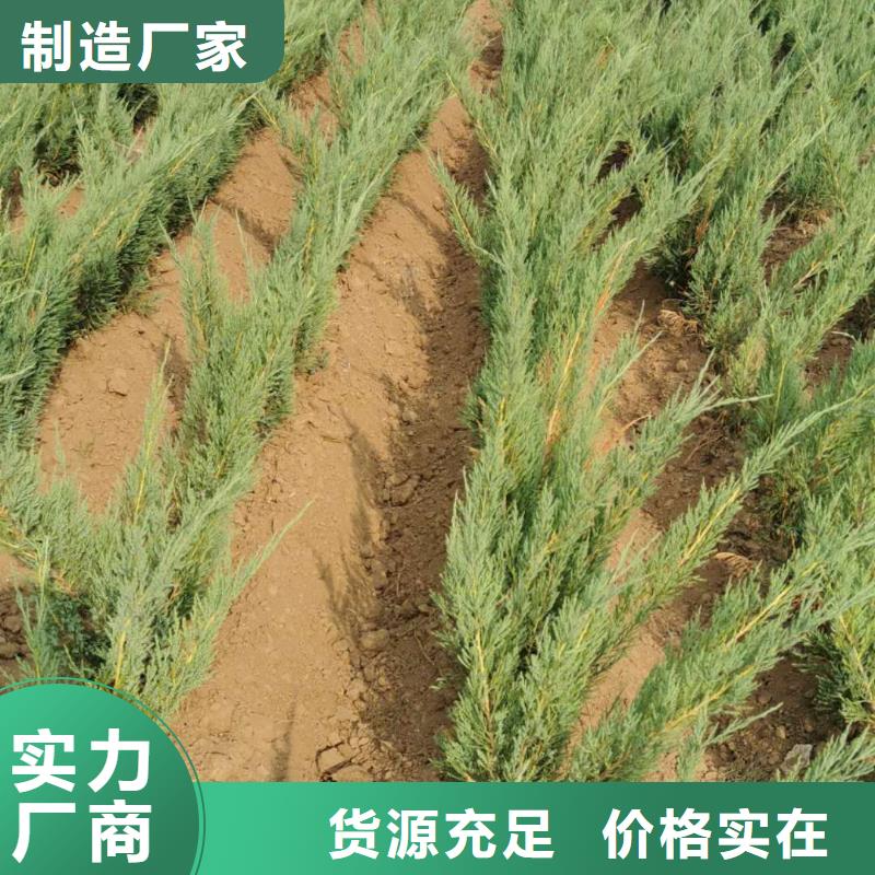 沙地柏-沙地柏专业品质