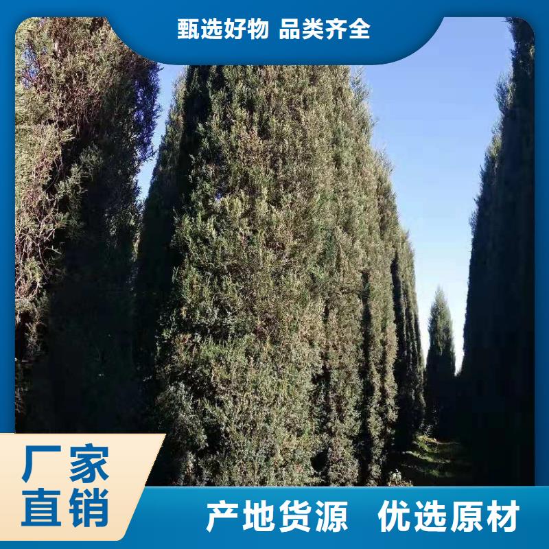 沙地柏-沙地柏质量优
