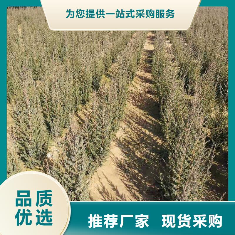 沙地柏薄利多销