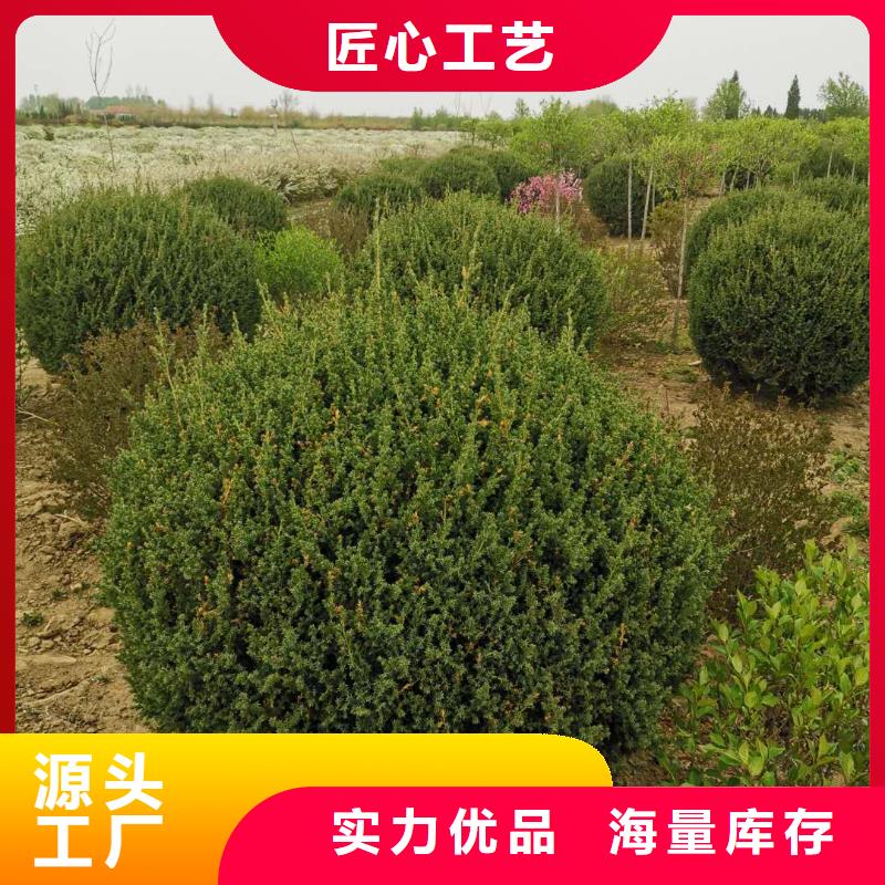 沙地柏公司_苗木种植专业合作社