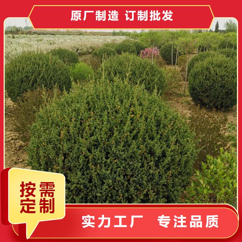 供应批发沙地柏-热销