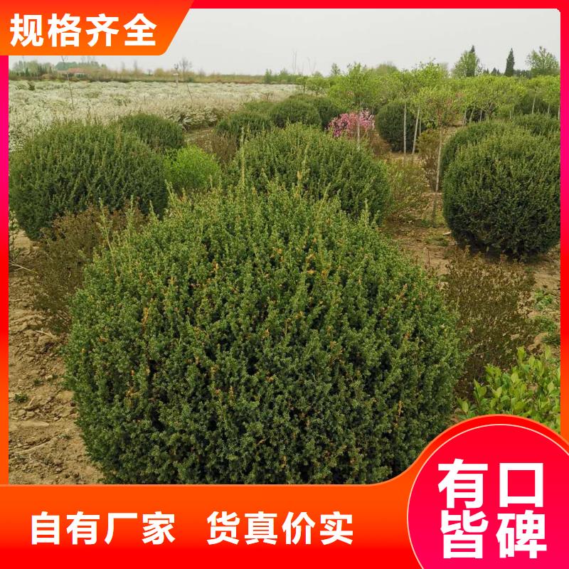 沙地柏品质优越