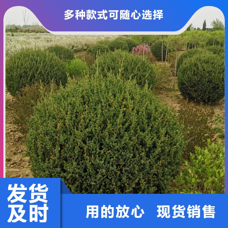 沙地柏厂家数十年行业经验