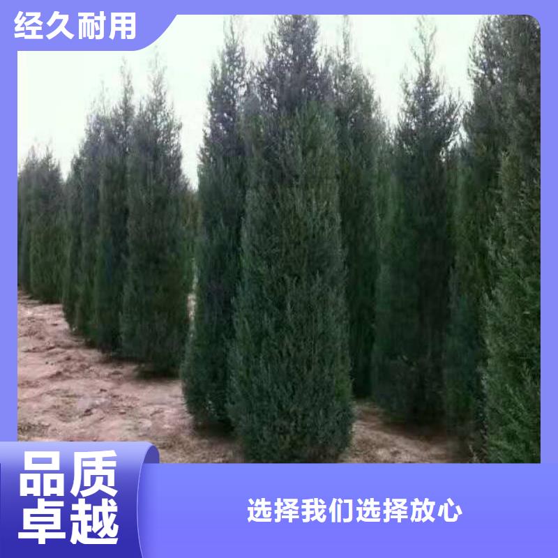 2025有现货的#沙地柏公司#用户好评