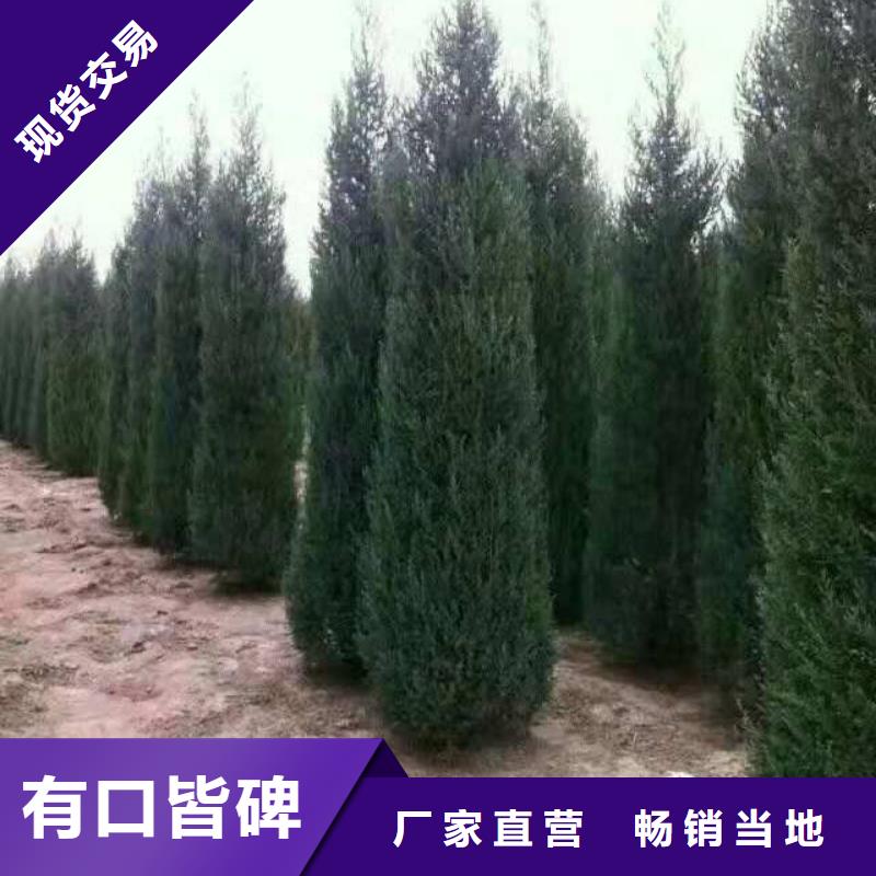 沙地柏-一心为客户