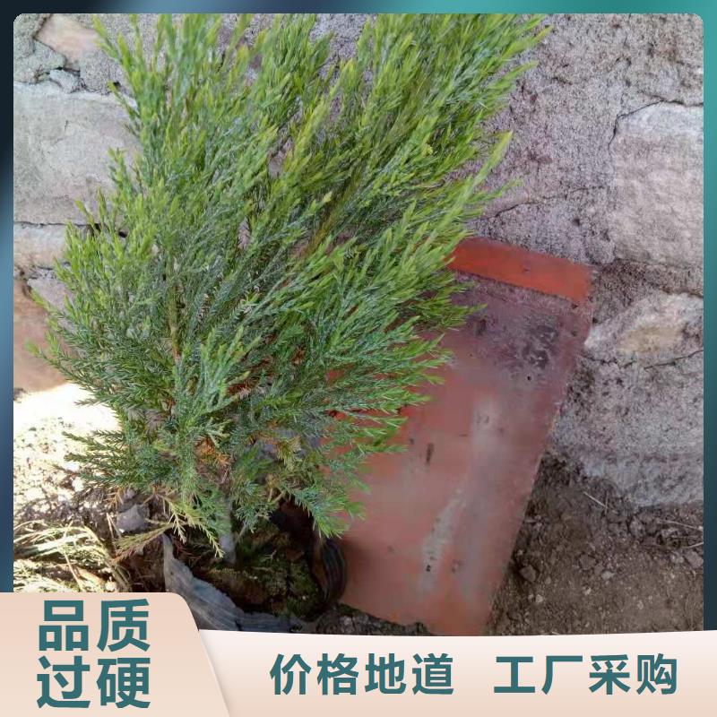 沙地柏现货直销