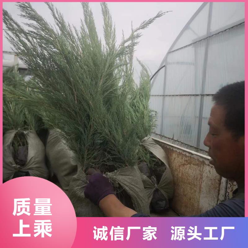 可定制的沙地柏生产厂家