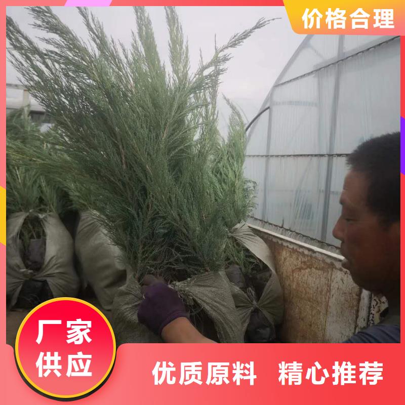 沙地柏多家合作案例
