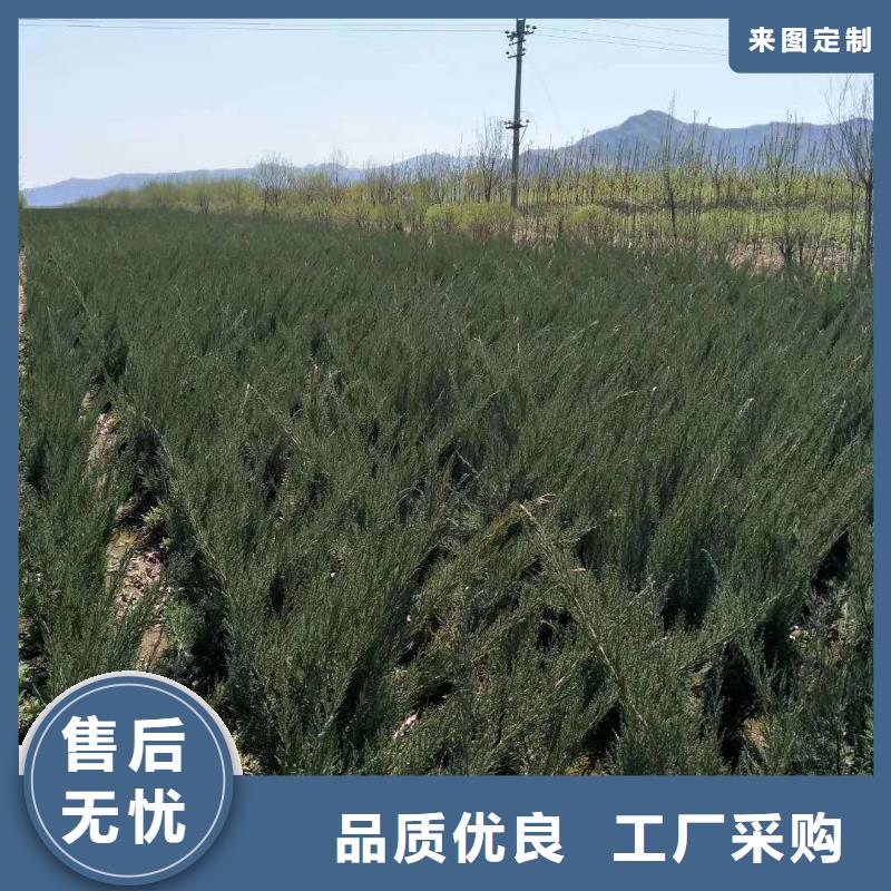 定制沙地柏的销售厂家