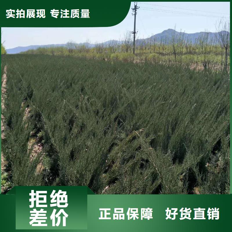 沙地柏专业生产企业