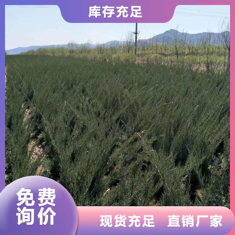 沙地柏免费咨询