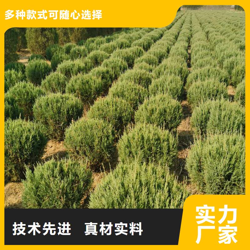 沙地柏生产定制