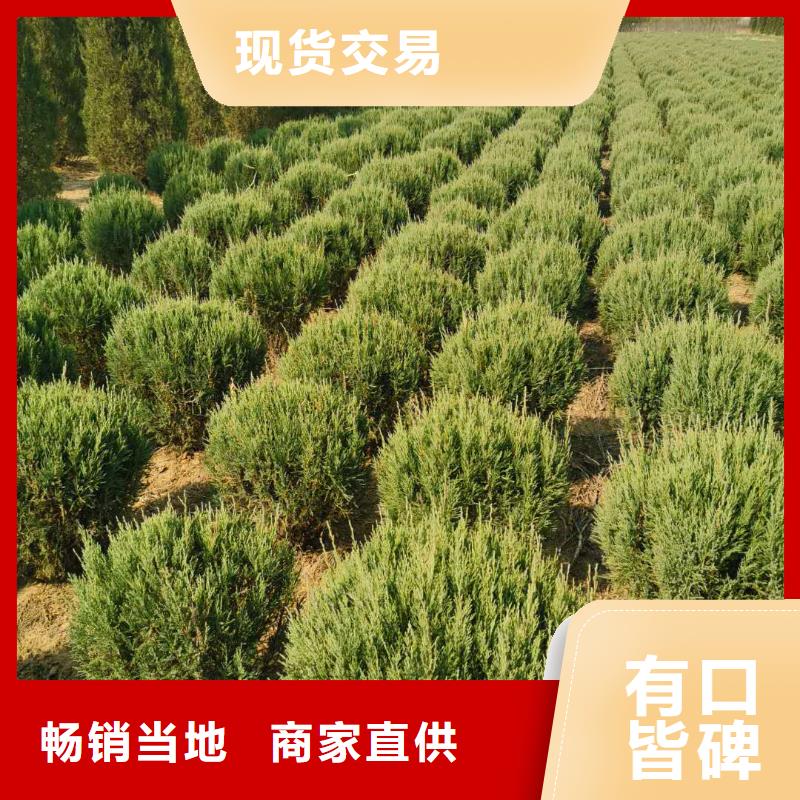 沙地柏厂家数十年行业经验