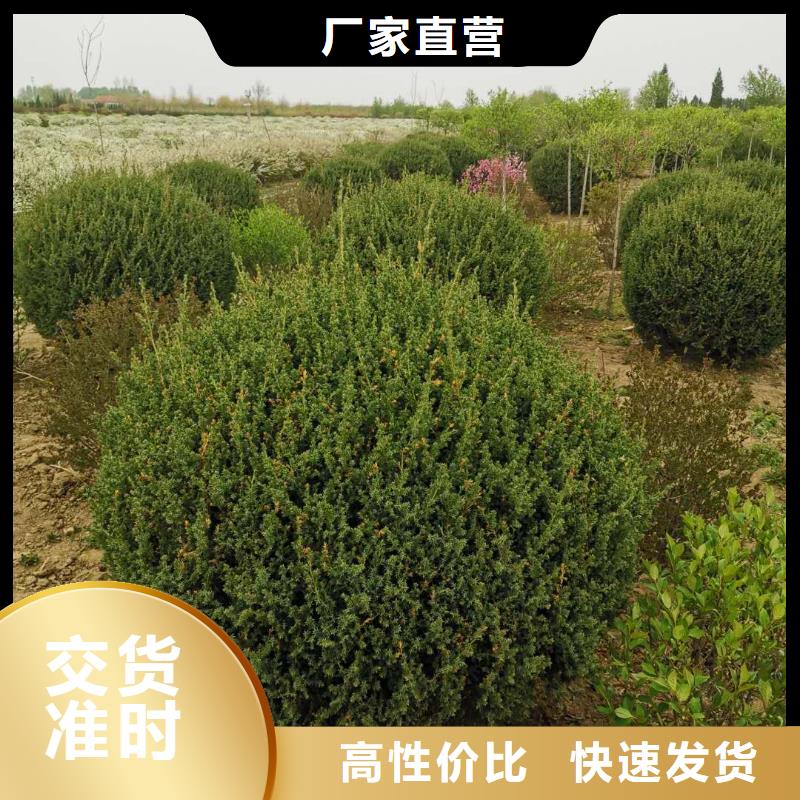沙地柏现货直销