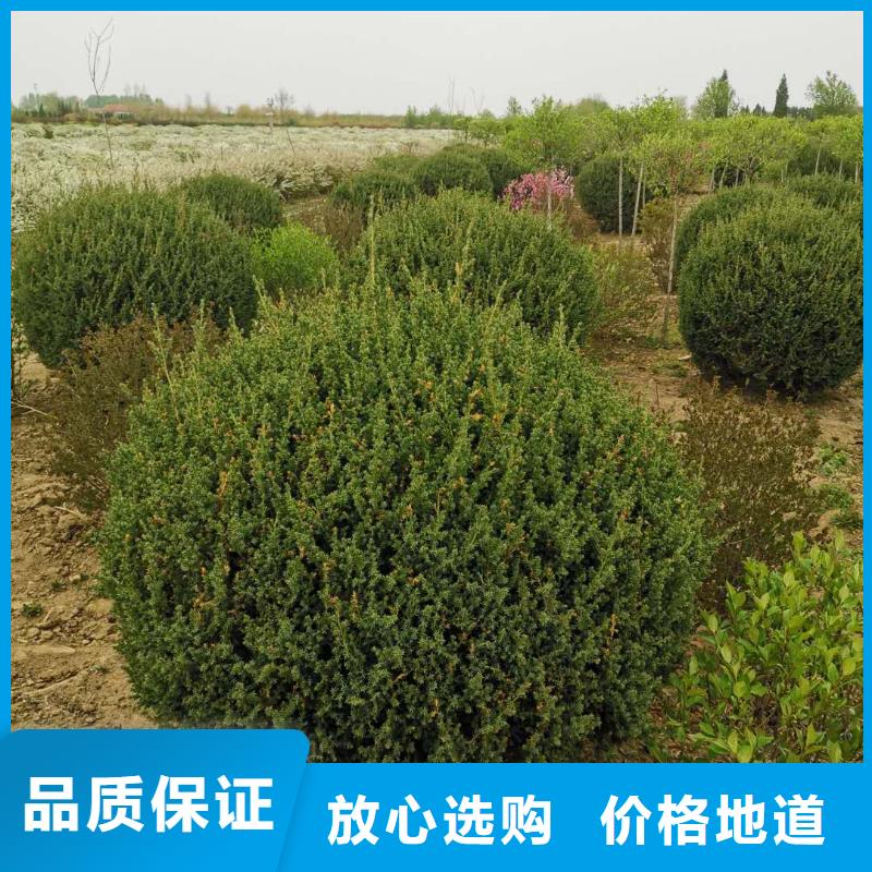 沙地柏直供厂家电话