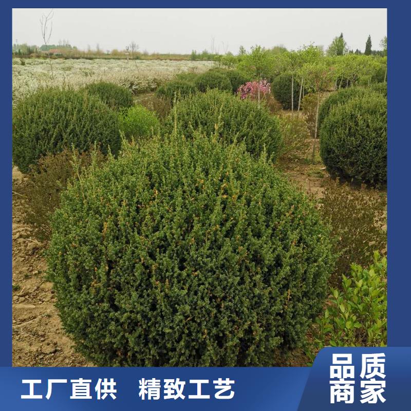 沙地柏直销厂家