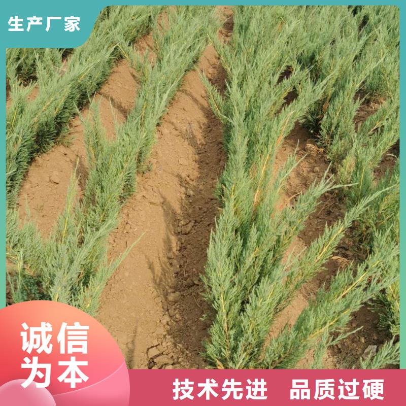 厂家供应沙地柏