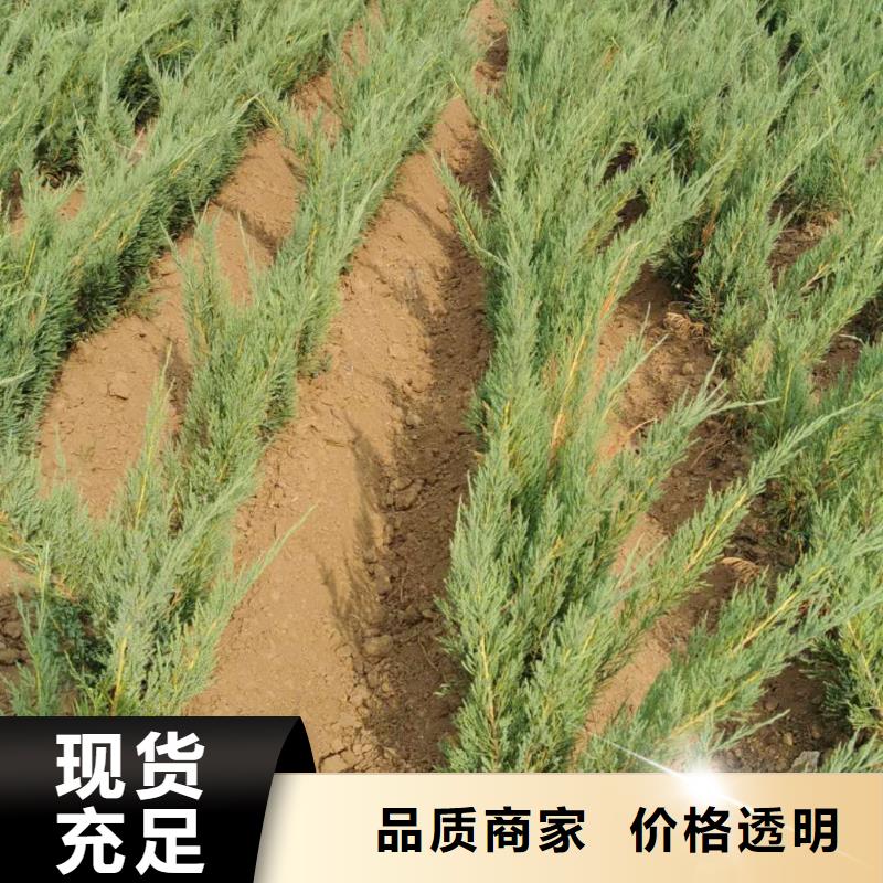 沙地柏厂家直发-价格透明