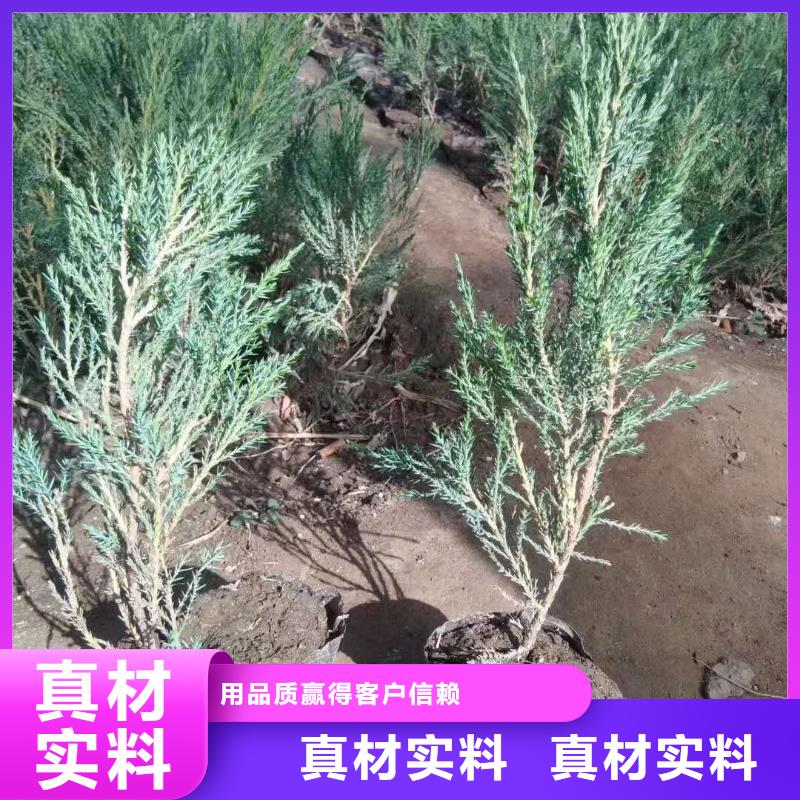 购买沙地柏满意后付款