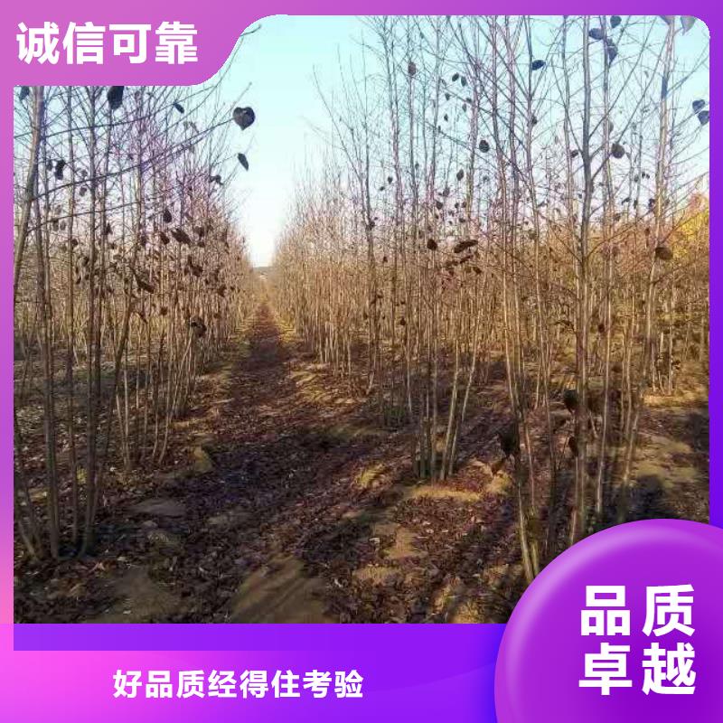 制造紫叶稠李的厂家