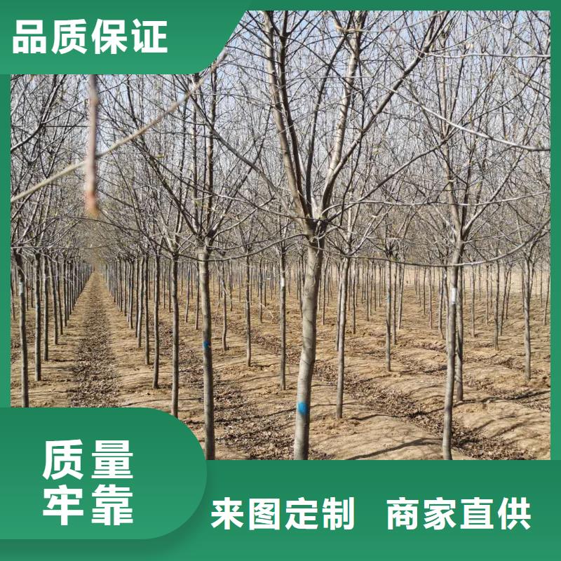 紫叶稠李供应厂家满足客户需求