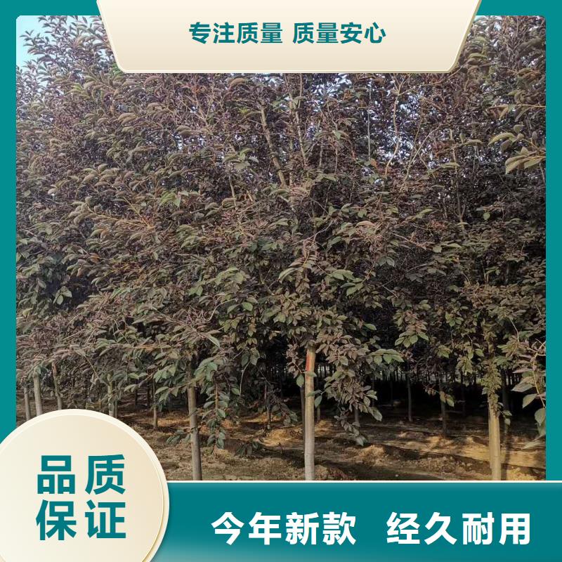 紫叶稠李厂家款式多样