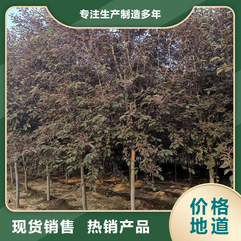 紫叶稠李实力厂家质量稳定