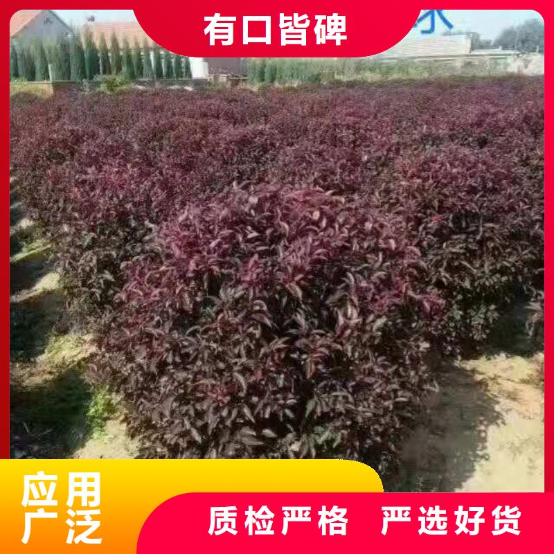 紫叶稠李实力厂家质量稳定
