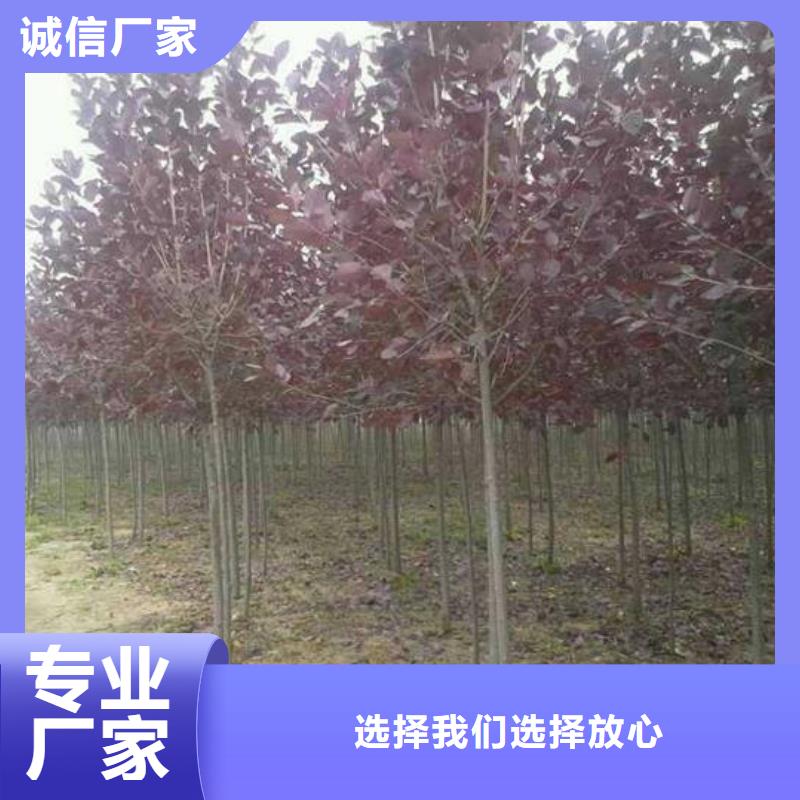规模大的紫叶稠李厂家