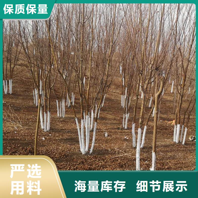 紫叶稠李厂家找苗木种植专业合作社