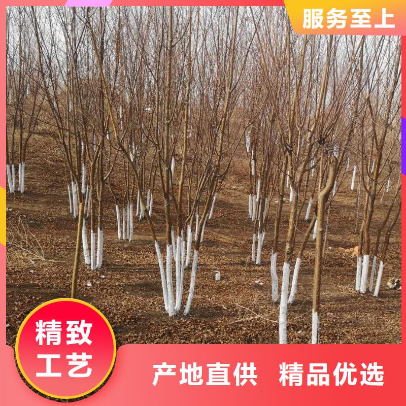 紫叶稠李-苗木种植专业合作社