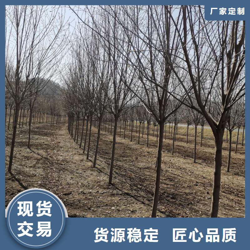 紫叶稠李-回购率高敢与同行比质量