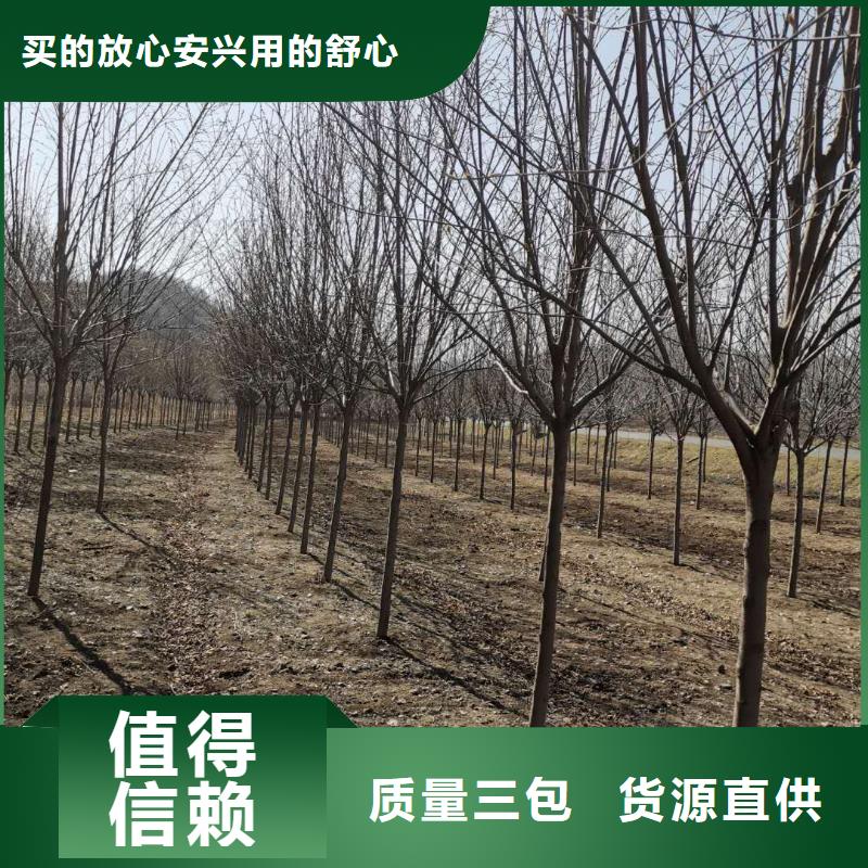 紫叶稠李实力厂家质量稳定