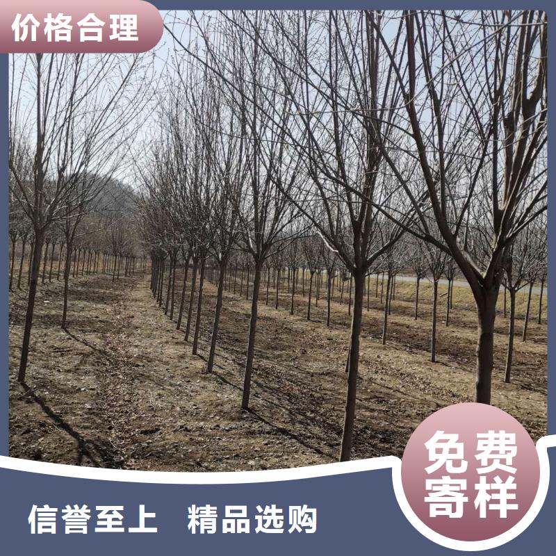 高品质紫叶稠李供应商