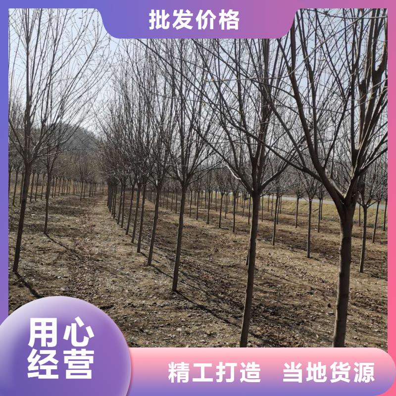 货源充足的紫叶稠李实力厂家