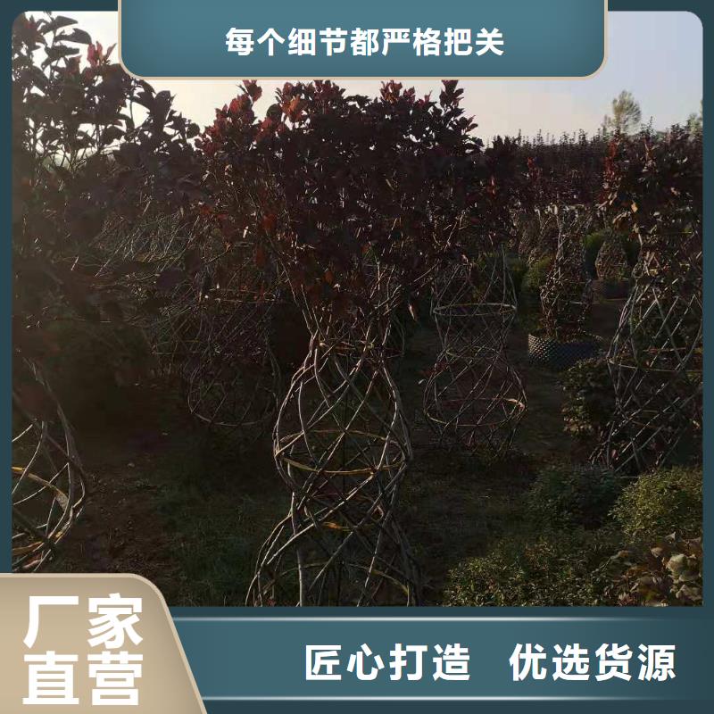 供应批发紫叶稠李-现货供应