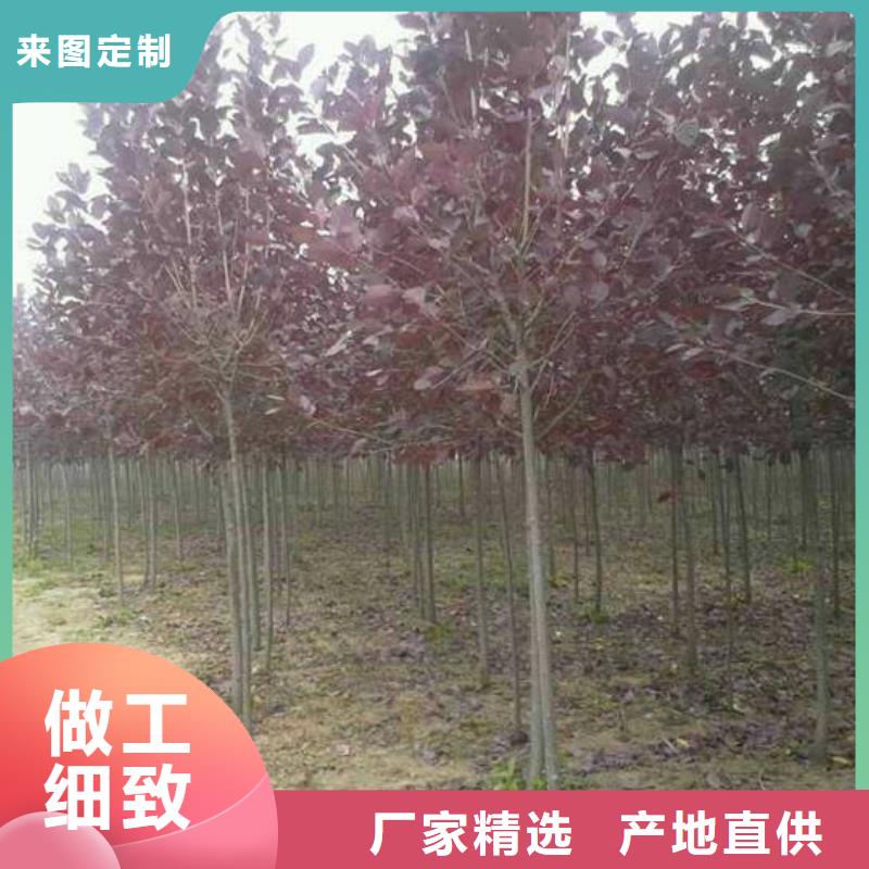紫叶稠李实力厂家质量稳定