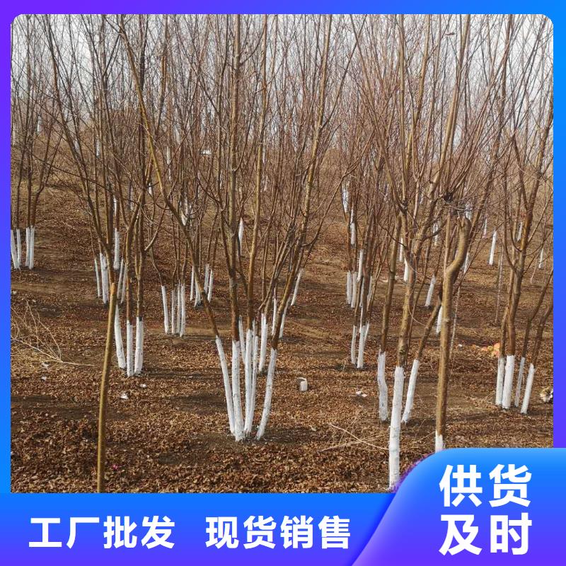 紫叶稠李发货快
