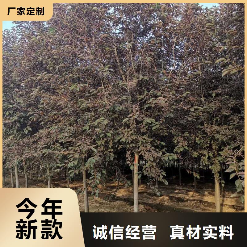紫叶稠李-苗木种植专业合作社