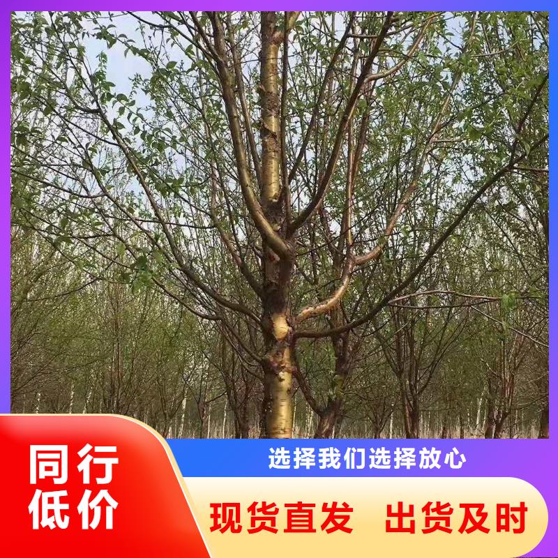 紫叶稠李发货快