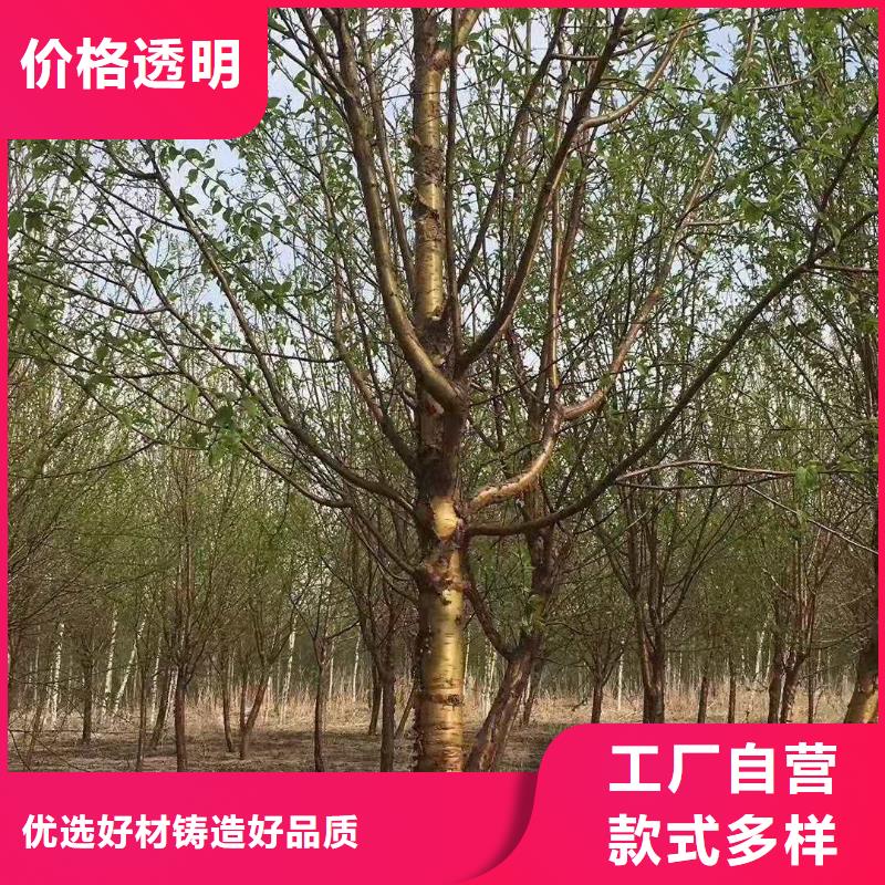 紫叶稠李采购_府谷紫叶稠李