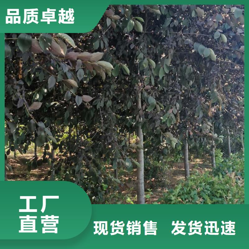 定制紫叶稠李当地公司